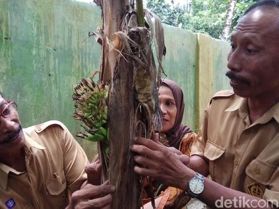 Foto: Pohon Pisang Berbuah dari Batang di Pangkep Sulsel