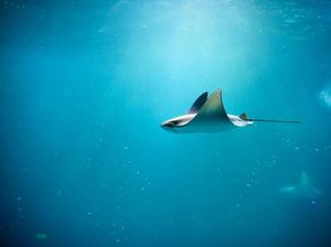 Tersengat Pari Seperti Menteri Agama, Ini yang Harus Dilakukan