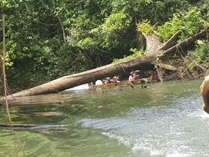Tahukah Anda Medan Menuju Asmat? Begini Ganasnya