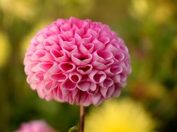 Cara Bikin Foto Makro yang Apik Cukup dengan Smartphone