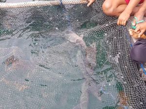 1.000 Ekor Ikan Napoleon Akhirnya Diekspor ke Hong Kong