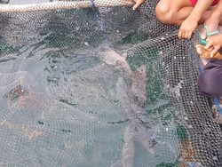 1.000 Ekor Ikan Napoleon Akhirnya Diekspor ke Hong Kong