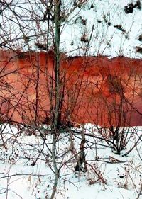 (The Siberian Times)