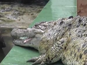 Kelamaan Hidup dengan Manusia, Buaya Kojek Sulit Dilepas di Alam Liar