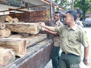 Puluhan Kayu Jati Diduga Hasil Curian Diamankan di Grobogan Puluhan Kayu Jati Diduga Hasil Curian Diamankan di Grobogan