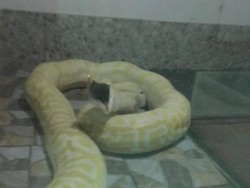 Terlalu! Anak Anjing Jadi Makanan Ular Piton di Kebun Binatang China