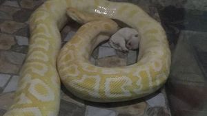 Kasihan, Ini Anak Anjing yang Jadi Santapan Piton di China