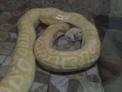 Kasihan, Ini Anak Anjing yang Jadi Santapan Piton di China