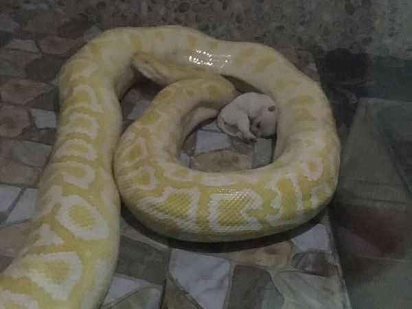 Kasihan, Ini Anak Anjing yang Jadi Santapan Piton di China