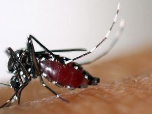 Harus Waspada, Ini Tanda-tanda Demam Berdarah Dengue