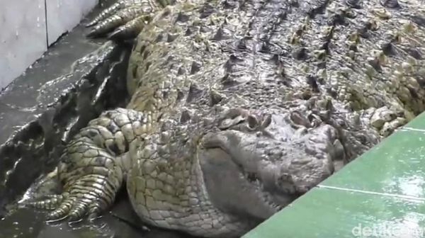 Kojek Buaya Gendut: 21 Tahun Dirawat di Rumah, Kini di Taman Safari