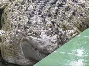 Kojek Buaya Gendut: 21 Tahun Dirawat di Rumah, Kini di Taman Safari