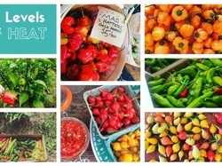 Wow! Kini Warga Amerika Bisa Beli 18 Jenis Cabe Terpedas di Dunia Langsung dari Petani