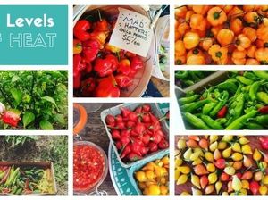 Wow! Kini Warga Amerika Bisa Beli 18 Jenis Cabe Terpedas di Dunia Langsung dari Petani Wow! Kini Warga Amerika Bisa Beli 18 Jenis Cabe Terpedas di Dunia Langsung dari Petani
