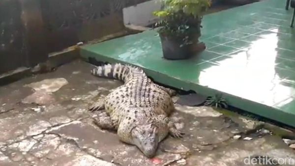 Ini Kojek, Buaya Gendut yang Dipisahkan Usai 21 Tahun Bersama Iwan