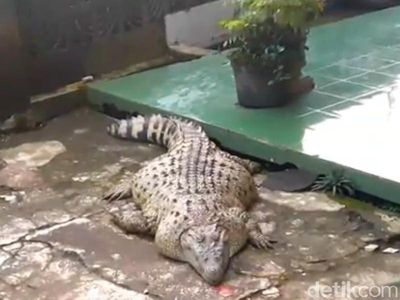 Ini Kojek, Buaya Gendut yang Dipisahkan Usai 21 Tahun Bersama Iwan