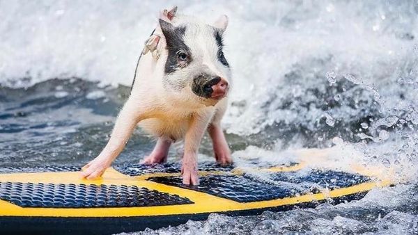 Foto: Babi yang Aneh... Suka Surfing