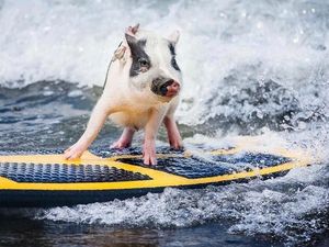 Foto: Babi yang Aneh... Suka Surfing