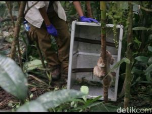 15 Kukang Jawa Akhirnya Dilepasliarkan di Gunung Syawal Ciamis