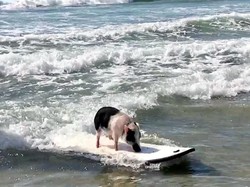 Kenalin, Ini Babi yang Suka Surfing