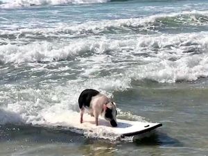 Kenalin, Ini Babi yang Suka Surfing Kenalin, Ini Babi yang Suka Surfing