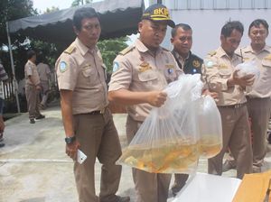 Karantina Ikan Musnahkan Komoditi Berbakteri dan Tak Berdokumen Karantina Ikan Musnahkan Komoditi Berbakteri dan Tak Berdokumen