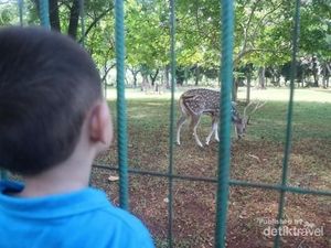 Lihat-lihat Rusa Tutul di Monas, Bisa Diadopsi Juga!