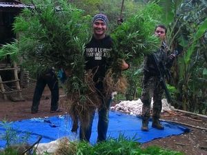 Setengah Hektare Ladang Ganja Ditemukan di Bengkulu