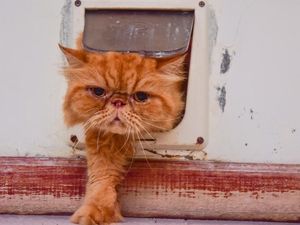Pintu Kucing Tertua Ternyata Sudah Ada Sejak Abad Pertengahan, Ada di Mana? Pintu Kucing Tertua Ternyata Sudah Ada Sejak Abad Pertengahan, Ada di Mana?