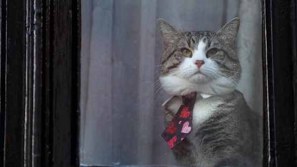 Foto: Kucing Julian Assange Ngintip dari Kedubes Ekuador di London