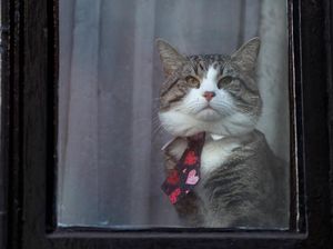Foto: Kucing Julian Assange Ngintip dari Kedubes Ekuador di London