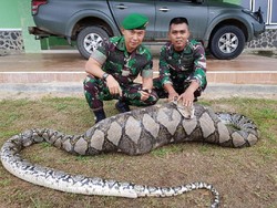 Piton 7 Meter Ditemukan di Aceh, Segera Dikirim ke Kebun Binatang