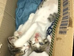 Saat Anies Posting Anak Kucing yang Diselamatkan dari Banjir