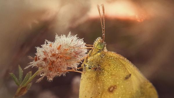 Karya Memukau Jawara Mobile Photography Awards