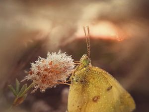 Karya Memukau Jawara Mobile Photography Awards