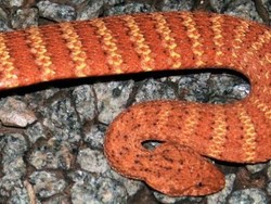 Perempuan Hamil Tewas Digigit Ular di Australia