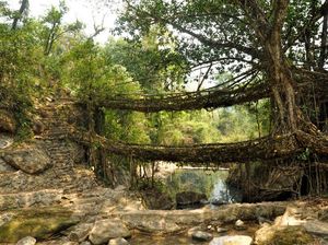 Cerita Jembatan Akar Hidup di India yang Ditinggalkan