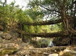 Cerita Jembatan Akar Hidup di India yang Ditinggalkan