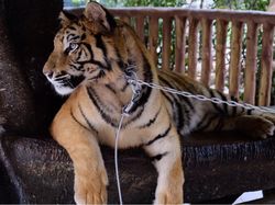 Selamatkan Harimau dari Kepunahan, Ini 3 Strategi Pemprov Aceh