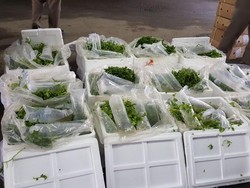 33.400 Benih Lobster Rp 6,6 M Gagal Diselundupkan