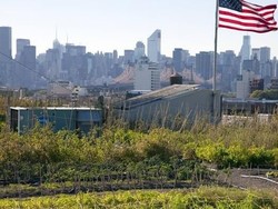 Kebun Vertikal Solusi Jitu Perbaiki Kualitas Udara Perkotaan