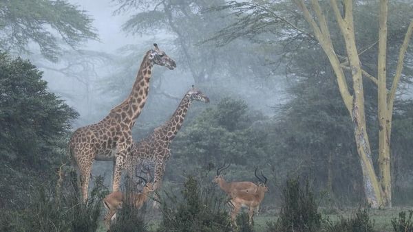 Karya Mengagumkan Para Jawara Fotografi Outdoor