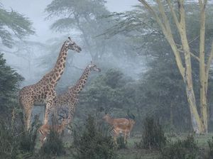 Karya Mengagumkan Para Jawara Fotografi Outdoor