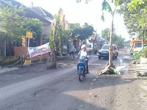 Tak Juga Diperbaiki, Warga Tanami Jalan Rusak dengan Pohon Pisang Tak Juga Diperbaiki, Warga Tanami Jalan Rusak dengan Pohon Pisang
