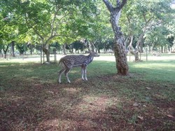 Main Bareng Rusa di Tengah Padatnya Jakarta, Bisa Dong!