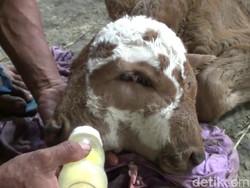 Gara-gara Sapi Ini Rembang Jadi Heboh