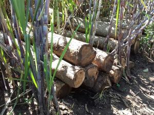 Polisi Amankan Ratusan Kayu Jati Curian di Lahan Tebu Warga