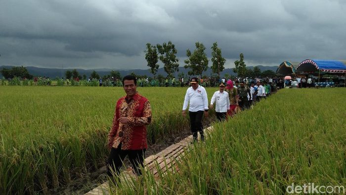 Foto: Arif Syaefudin/detikcom