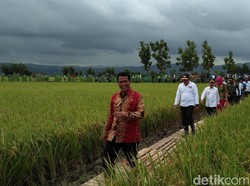 Panen Padi di Pati, Mentan: Harga Gabah Turun hingga Rp 1.000/Kg