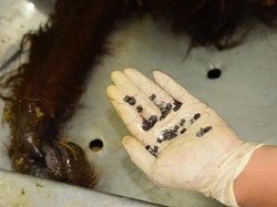 Polisi Tangkap 5 Orang Pembunuh Orang Utan di Kalimantan Timur
